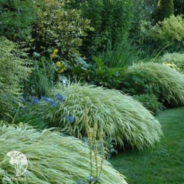 Хаконехлоя стройная Страйп ит Рич