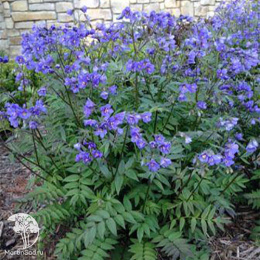 Синюха северная Хэвенли Хэбит