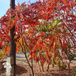 Ясень китайский Эммас Голд на штамбе