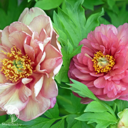 Пион Ито-гибрид Мэджикал Мистери Тур