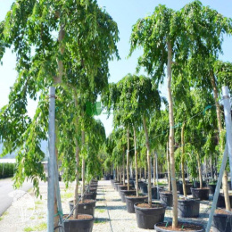 Вяз малый Пендула на штамбе