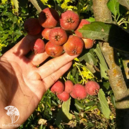 Боярышник обыкновенный Крупноплодный