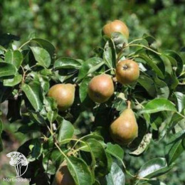 Груша Дойне де Комис на штамбе