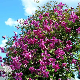 Клематис Краковяк