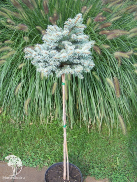 Фото Ель колючая Оливия на штамбе