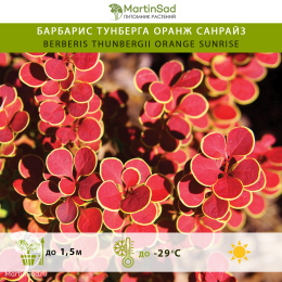 Барбарис Тунберга Оранж Санрайз
