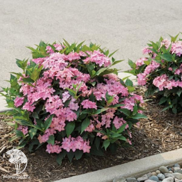 Фото Гортензия крупнолистная Фроузен Смузи