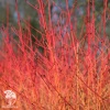 Дёрен кроваво-красный Эннис Винтер Оранж фото 4 