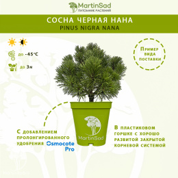Сосна черная Нана