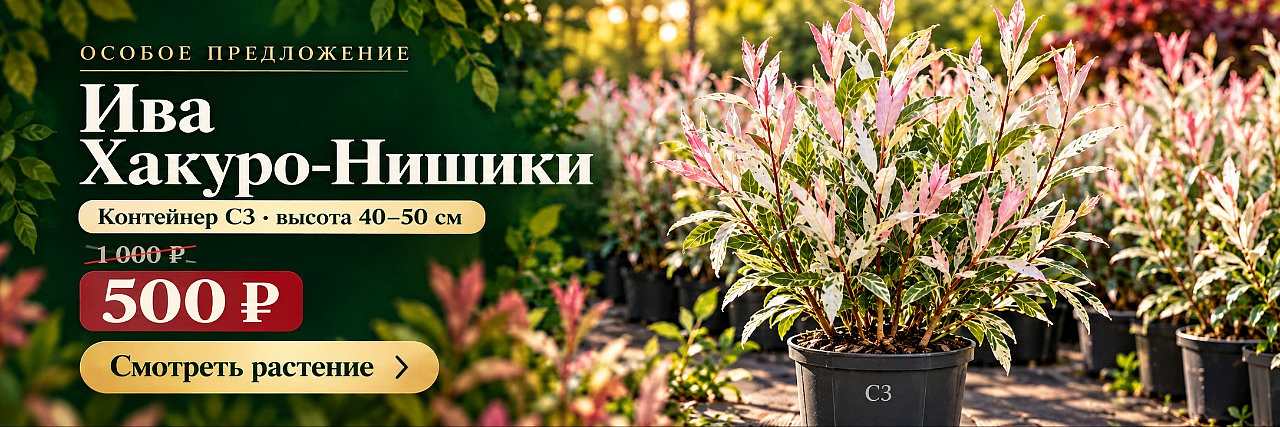 Хакура нишики