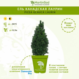 Ель канадская Лаурин