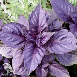 Базилик Пурпурный