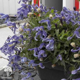 Клематис Литтл Артист