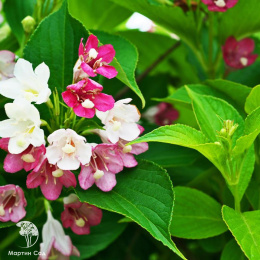Вейгела цветущая Биколор