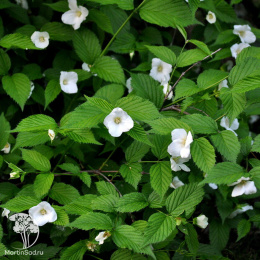 Розовик лазающий