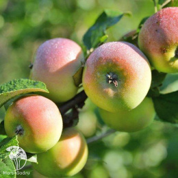 Яблоня гибрид Свежесть + Синап Орловский + Спартан