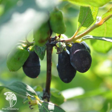 Фото Жимолость камчатская Челябинка
