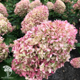 Гортензия метельчатая Коттон Крем