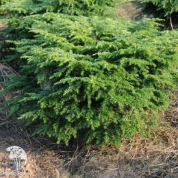 Тсуга канадская  Мэни Коунс