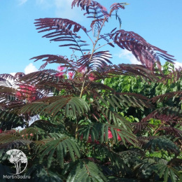 Альбиция ленкоранская Эвейс Прайд