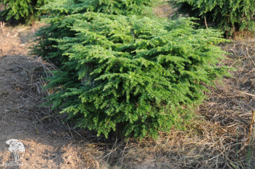 Фото Тсуга канадская  Мэни Коунс