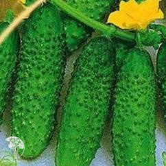 Огурец Кадриль корнишон 