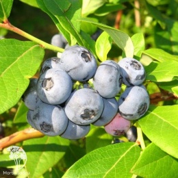 Vaccinium Zuckertraube Голубика Цукер Траубе