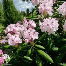 Рододендрон Антон Чехов