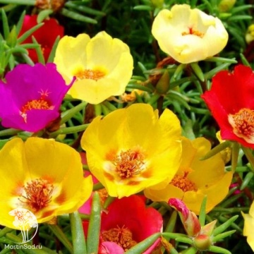Фото Портулак Солнечная принцесса серия Элитная клумба