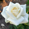 Роза чайно-гибридная Поло фото 1 