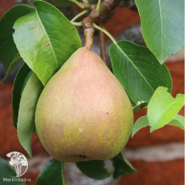 Груша Дойне де Комис на штамбе