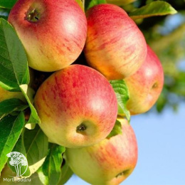 Яблоня Конфетное