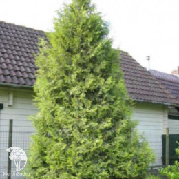 Туя западная Перк Влаандерен