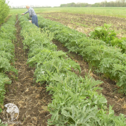 Катран (Хрен) Аккорд