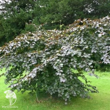 Фото Бук лесной Ретрофлекса