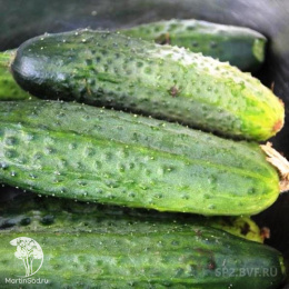 Огурец Крокодил Гена F1 --- ® Парт
