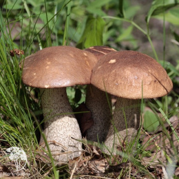 Подберёзовик