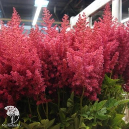 Астильба Арендса Пауль Гаарднер