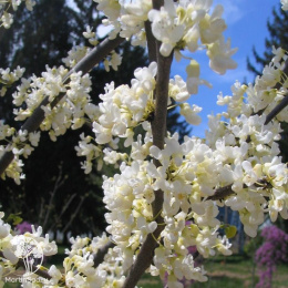 Церцис китайский Широбана