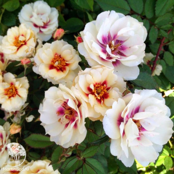 Фото Роза Булс Ай