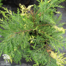 Микробиота перекрестнопарная Голдспот