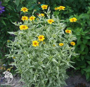Фото Гелиопсис пестролистный Лорейн Саншайн