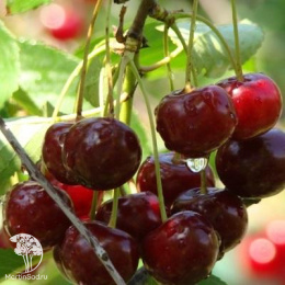 Вишня гибрид Ивановка (дюк) с вишней Сюрприз (дюк)