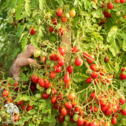 Томат Монпансье (2-ной пак.)