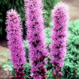 Лиатрис колосковый Флористан Вайолит