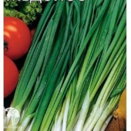 Лук шнитт Медонос