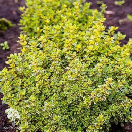 Thymus pulegioides Goldy Тимьян лимоннопахнущий Голди