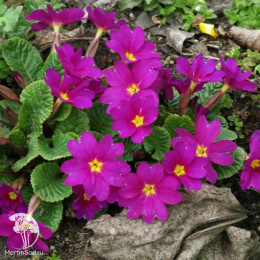 Примула Юлии