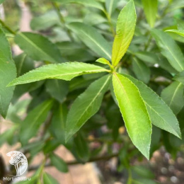 Ива тонкостолбиковая Куроме на штамбе