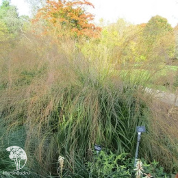 Молиния голубая Бергфреанд